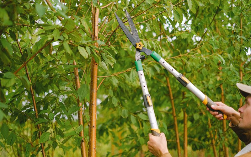 Tree trimming in Clifford, IN